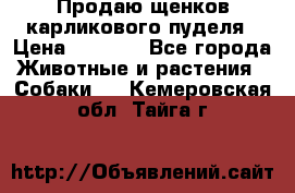 Продаю щенков карликового пуделя › Цена ­ 2 000 - Все города Животные и растения » Собаки   . Кемеровская обл.,Тайга г.